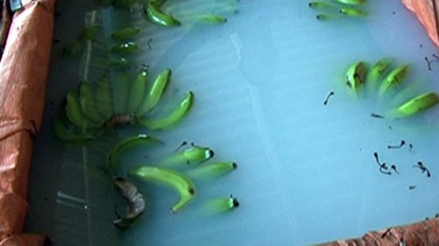 Chuối dấm bằng thuốc diệt cỏ độc hại thế nào? - 2