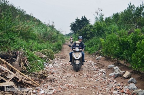 Ngắm thiếu nữ Hà thành đẹp mong manh bên cúc họa mi - 3