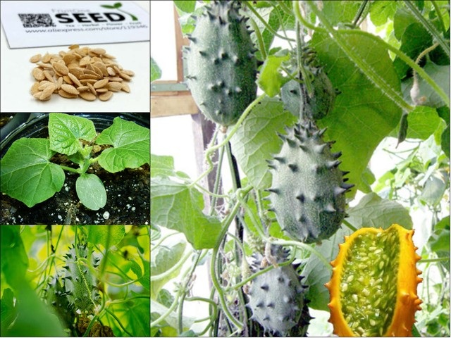 Những giống dưa chuột "quái đản" khiến bà nội trợ mê tít - 3 Những giống dưa chuột "quái đản" khiến bà nội trợ mê tít - 3
