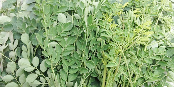 Những loại rau đắt hơn thịt vẫn được săn tìm - 3
Rau chùm ngây rất tốt cho trẻ nhỏ và người bị ốm.