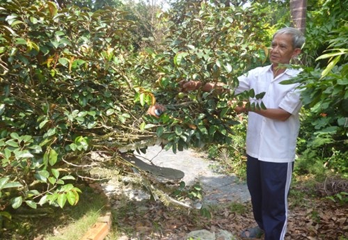 Chiêm ngưỡng cây vú sữa hình tứ linh "độc nhất vô nhị" ở Miền Tây - 3 Chiêm ngưỡng cây vú sữa hình tứ linh "độc nhất vô nhị" ở Miền Tây - 3