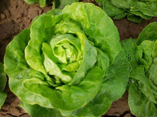 
Xà lách: hay còn gọi là rau diếp, cây thân mềm, các lá chỉ cuộn vào với nhau khi được trồng ở vùng có thời tiết lạnh. Xà lách được sử dụng như loại rau ăn kèm trong salad, trong các loại bánh kẹp...
