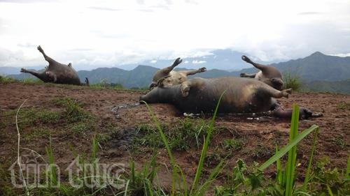 Đàn trâu 19 con tại Hà Giang chết do sét đánh - 2 Đàn trâu 19 con tại Hà Giang chết do sét đánh - 2