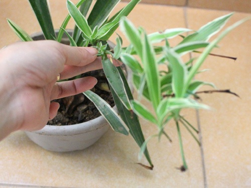 Trồng cây dây nhện làm cảnh mà sạch nhà - 3 - 3