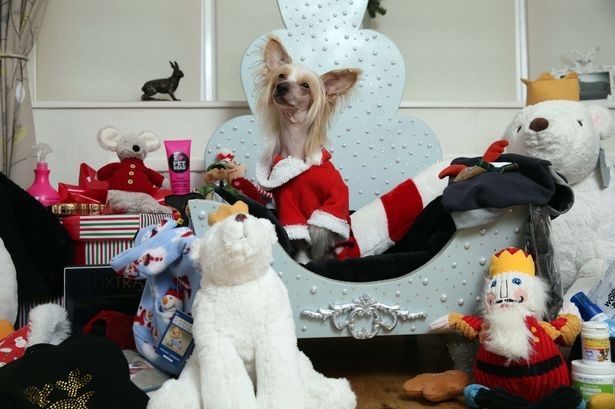 Chi gần 5000 bảng mua quà Noel cho chó cưng - 4