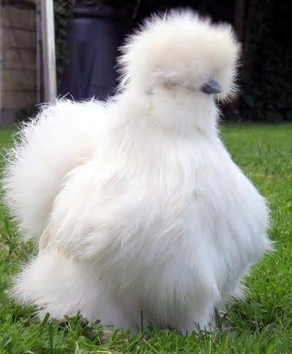 Gà lông xù, gà Silkie, lông xù, thú cưng, gà ngoại, Trung Quốc, Thái Lan, nhà giàu Việt, gà-lông-xù, gà-Silkie, lông-xù, thú-cưng, gà-ngoại, Trung-Quốc, Thái-Lan, chó-Nhật, nhà-giàu-Việt Gà lông xù, gà Silkie, lông xù, thú cưng, gà ngoại, Trung Quốc, Thái Lan, nhà giàu Việt, gà-lông-xù, gà-Silkie, lông-xù, thú-cưng, gà-ngoại, Trung-Quốc, Thái-Lan, chó-Nhật, nhà-giàu-Việt