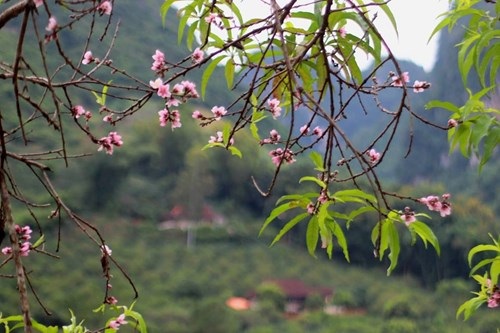 Ngỡ ngàng hoa đào trái vụ đẹp mê hồn ở Tây Bắc - 4 Ngỡ ngàng hoa đào trái vụ đẹp mê hồn ở Tây Bắc - 4