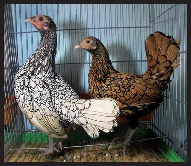 Những giống gà bạc triệu khiến dân chơi mê mẩn - 4 Những giống gà bạc triệu khiến dân chơi mê mẩn - 4