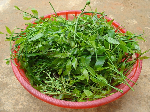Những loại rau đắt hơn thịt vẫn được săn tìm - 4
Để mua được rau sắng không hề dễ dù có tiền.
