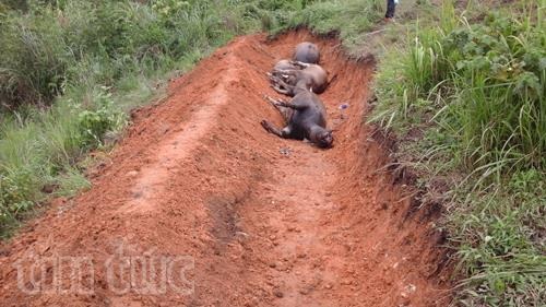 Đàn trâu 19 con tại Hà Giang chết do sét đánh - 3 Đàn trâu 19 con tại Hà Giang chết do sét đánh - 3