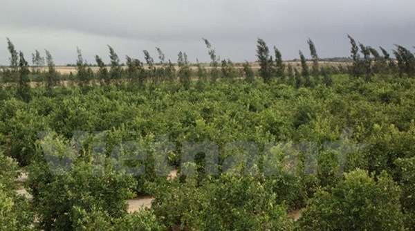 Ốc đảo xanh giữa lòng sa mạc Sahara của cặp vợ chồng Ai Cập-Việt - 4 Ốc đảo xanh giữa lòng sa mạc Sahara của cặp vợ chồng Ai Cập-Việt - 4