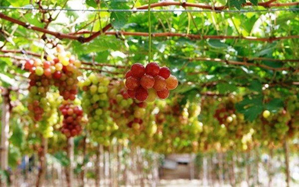 Mãn nhãn với “thiên đường” nho Ninh Thuận - 4 Mãn nhãn với “thiên đường” nho Ninh Thuận - 4
