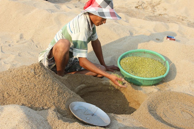 Cánh đồng "khủng" ươm giá sạch bên bờ Trà Khúc - 5
...và gieo ủ
