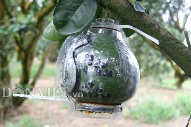 Bưởi tạo hình bản đồ Việt Nam tiền triệu được đặt hàng sớm - 5 Bưởi tạo hình bản đồ Việt Nam tiền triệu được đặt hàng sớm - 5