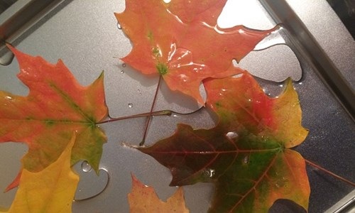 
Sau đó, những chiếc lá này sẽ được Kyle xử lý bằng công nghệ đặc biệt: ngâm trong nước pha glycerin 3 ngày rồi sấy khô trong khoảng 3, 4 ngày nữa. Kyle cho biết quá trình xử lý này sẽ giúp chiếc lá giữ được vẻ ngoài nguyên vẹn trong vài năm
