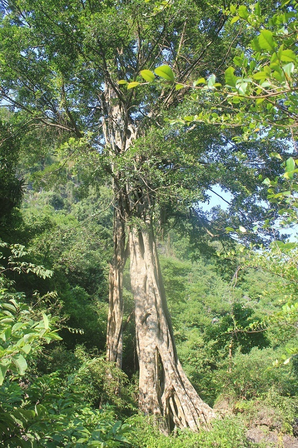 Lên Lạng Sơn ăn na “đu dây” - 5