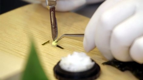 Kiểm tra tay nghề sinh viên y khoa bằng cuộc thi xếp giấy origami - 4