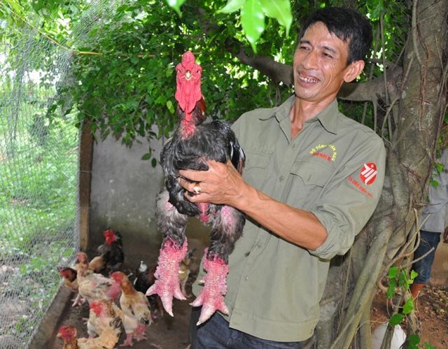 - 6 chiem nguong ga dong tao co vay, mong rong quy hiem - 6