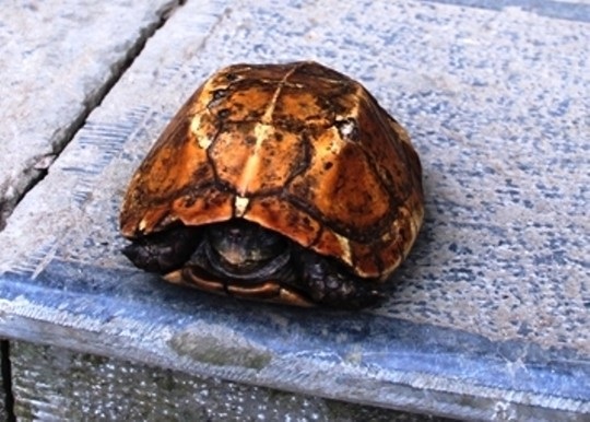 
Cận cảnh rùa vàng có người hỏi mua nửa tỷ đồng.
