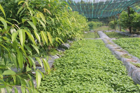 Người Tây Ninh kiếm hàng chục triệu/tháng nhờ... rau rừng - 6
Xen giữa 2 hàng cây là lãnh rau quế vị ở vườn nhà ông Vỹ.