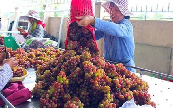 Mãn nhãn với “thiên đường” nho Ninh Thuận - 6 Mãn nhãn với “thiên đường” nho Ninh Thuận - 6