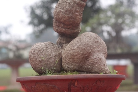 Cây bình vôi mini cũng có hình dáng kỳ lạ khiến người xem... đỏ mặt.