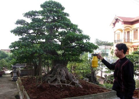 Cây thế long vân tụ hội của ông Thôn.