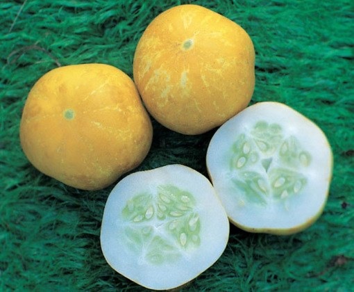 Những giống dưa chuột "quái đản" khiến bà nội trợ mê tít - 7 Những giống dưa chuột "quái đản" khiến bà nội trợ mê tít - 7