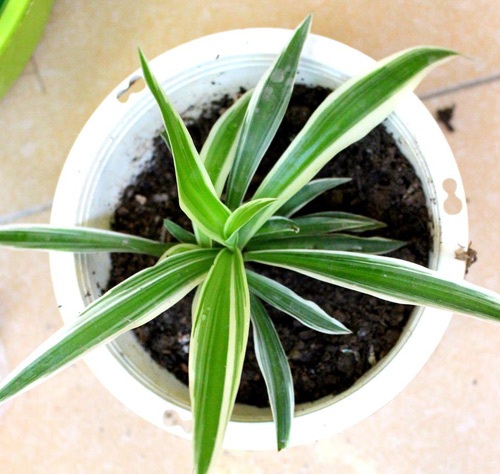 Trồng cây dây nhện làm cảnh mà sạch nhà - 7 - 7