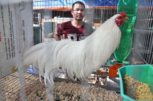Chiêm ngưỡng gà quý thuần chủng đuôi dài cả mét giá nghìn đô - 8 Một chú gà lông Nhạn trích (6 tháng tuổi) trị giá trên 5 triệu đồng.