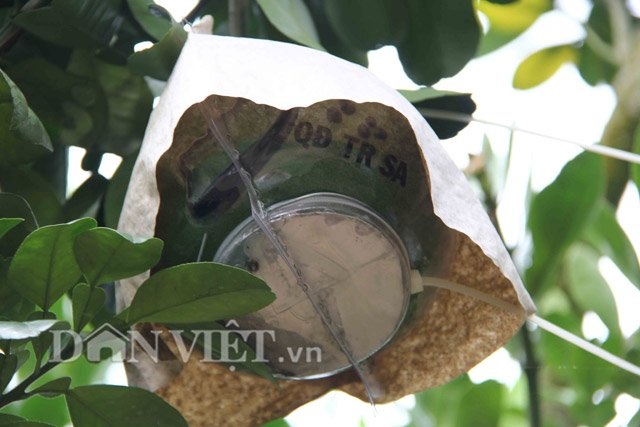Bưởi tạo hình bản đồ Việt Nam tiền triệu được đặt hàng sớm - 8 Bưởi tạo hình bản đồ Việt Nam tiền triệu được đặt hàng sớm - 8