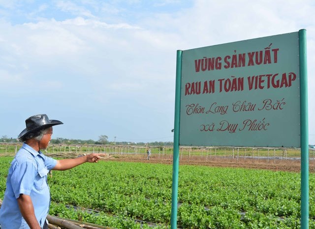 500 đồng/bó rẻ như cho, rau sạch VietGap bị... cắt bỏ để bò ăn - 8 500 đồng/bó rẻ như cho, rau sạch VietGap bị... cắt bỏ để bò ăn - 8