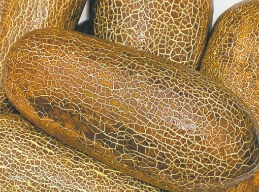 Những giống dưa chuột "quái đản" khiến bà nội trợ mê tít - 8 Những giống dưa chuột "quái đản" khiến bà nội trợ mê tít - 8