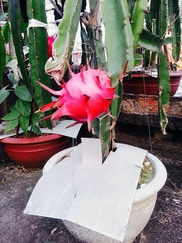 Độc nhất Bắc Bộ: Vườn thanh long trăm gốc trên mái nhà - 9 Độc nhất Bắc Bộ: Vườn thanh long trăm gốc trên mái nhà - 9