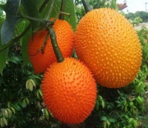 Những giống dưa chuột "quái đản" khiến bà nội trợ mê tít - 9 Những giống dưa chuột "quái đản" khiến bà nội trợ mê tít - 9