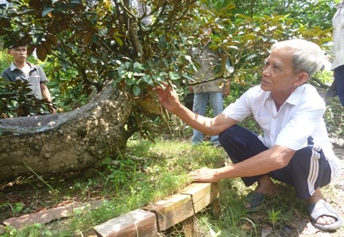 Chiêm ngưỡng cây vú sữa hình tứ linh "độc nhất vô nhị" ở Miền Tây - 9 Chiêm ngưỡng cây vú sữa hình tứ linh "độc nhất vô nhị" ở Miền Tây - 9