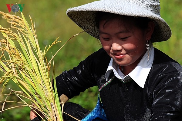 Mùa gặt nơi vùng biên Y Tý - 9 Mọi công việc từ gặt...