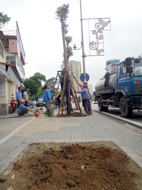 Thay thế vào đó, các công nhân trồng cây lát hoa trên đường Nguyễn Chí Thanh.