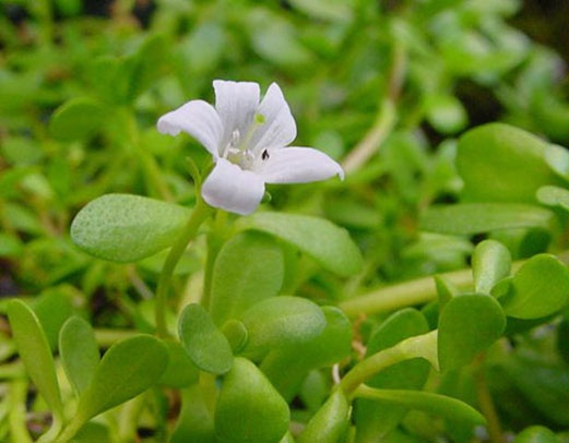 4 tác dụng kỳ diệu của cây Bacopa đối với sức khỏe - 1 Bacopa monnieri từ lâu đã được coi là dược liệu tốt cho trí nhớ.