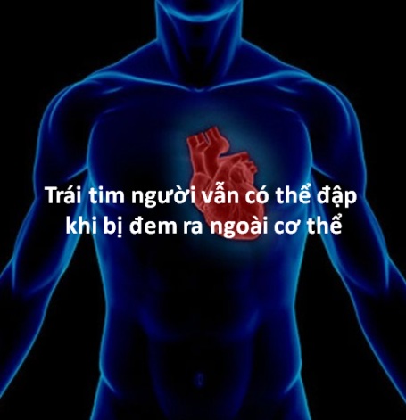 Những bí ẩn thú vị về cơ thể con người - 2 Những bí ẩn thú vị về cơ thể con người - 2
