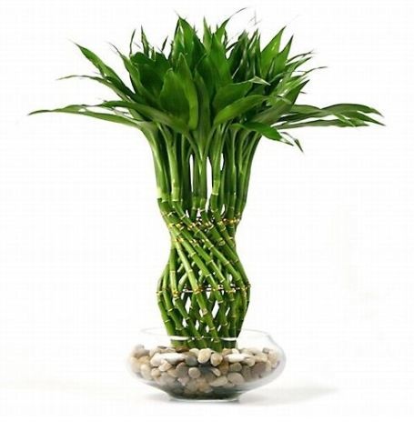 8 vật phẩm được tin là rước tài lộc vào nhà - 7 8 vật phẩm được tin là rước tài lộc vào nhà - 7