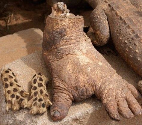 Đi “chợ tà thuật" lớn nhất thế giới - 6 Đi “chợ tà thuật" lớn nhất thế giới - 6