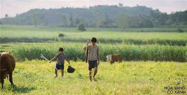 “Tôi thấy hoa vàng trên cỏ xanh” và những con số ấn tượng - 2 80 tỷ đồng sau hai tháng “gây bão” ngoài rạp