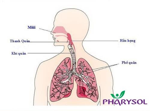 5 sự thật cần biết trong cách chữa viêm họng - 1 5 sự thật cần biết trong cách chữa viêm họng - 1
