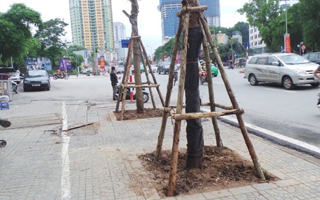 Hà Nội thay thế toàn bộ cây gỗ mỡ trên đường Nguyễn Chí Thanh - 7