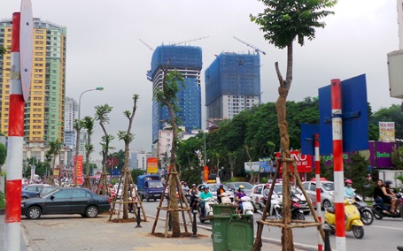 Hà Nội thay thế toàn bộ cây gỗ mỡ trên đường Nguyễn Chí Thanh - 9