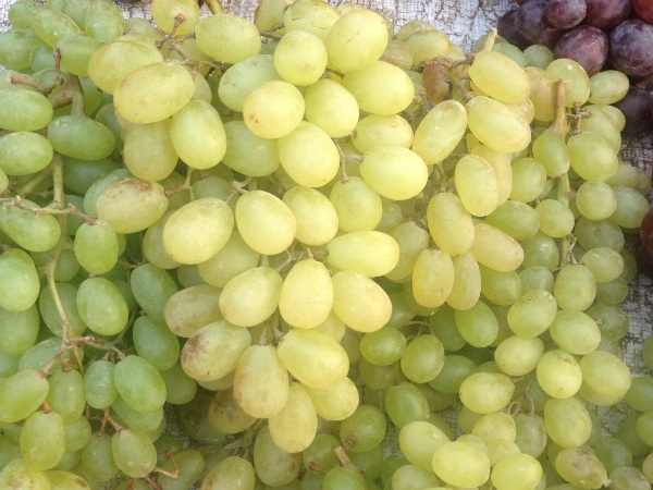 Nho xanh Trung Quốc có vỏ màu nhợt nhạt và mọng nước hơn nho Ninh Thuận (Ảnh: Nhữ Trang)