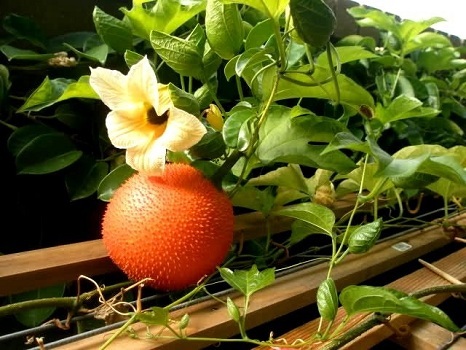 Dầu gấc có chứa hàm lượng rất cao beta caroten (tiền vitamin A)