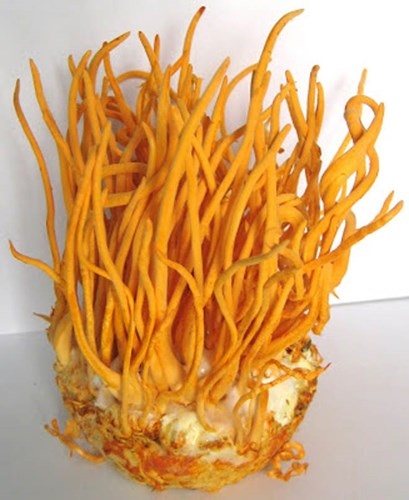 Cơn sốt săn lùng loài "sâu cỏ" giá bạc tỷ - 11