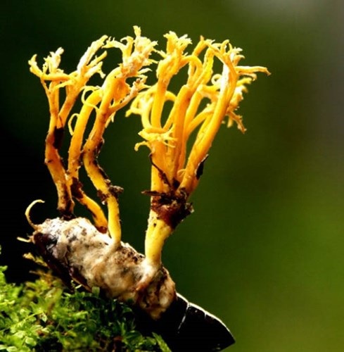 Cơn sốt săn lùng loài "sâu cỏ" giá bạc tỷ - 2